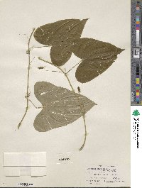 Dioscorea monadelpha image