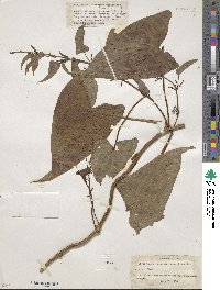 Dioscorea hamiltonii image