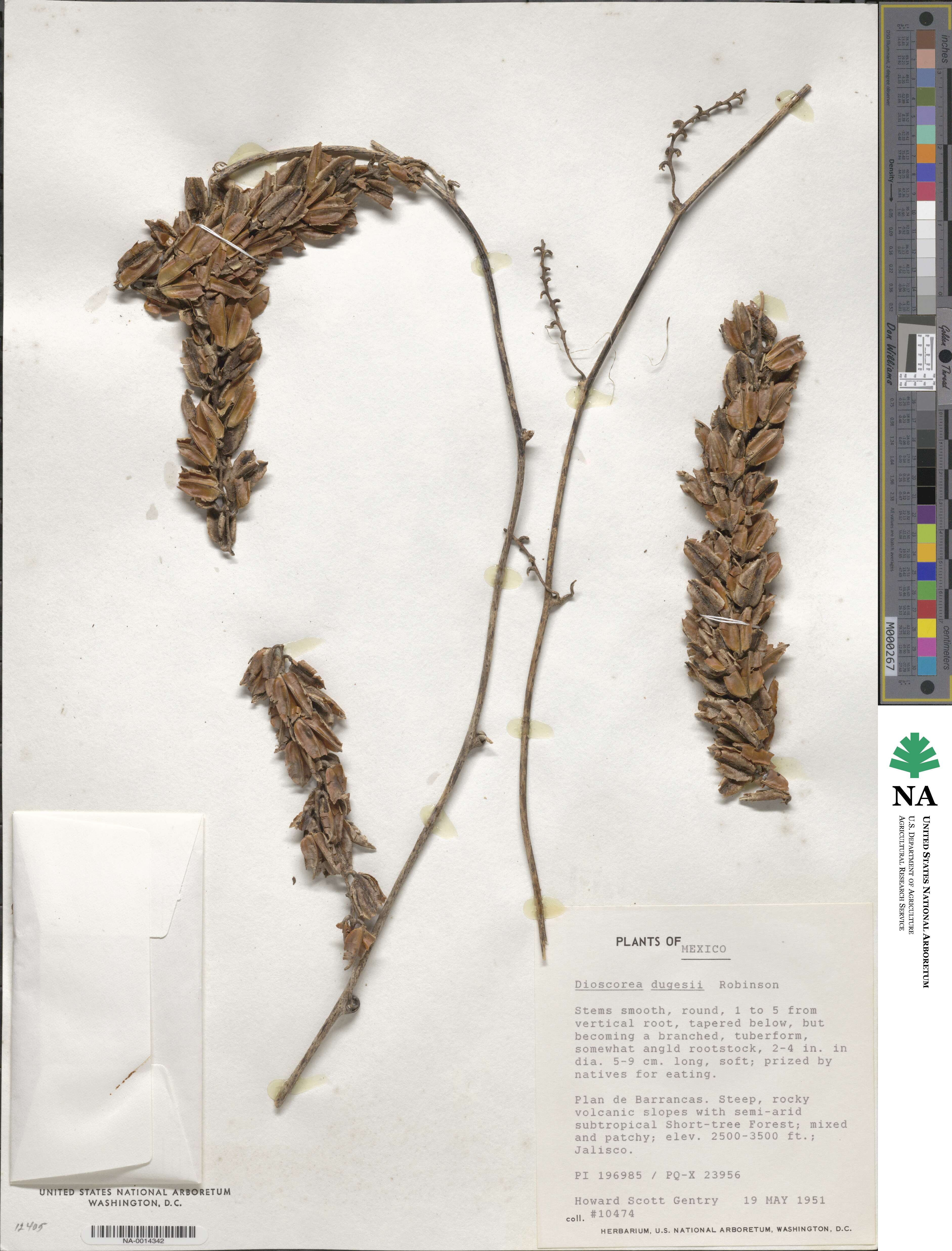 Dioscorea dugesii image