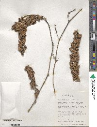 Dioscorea dugesii image