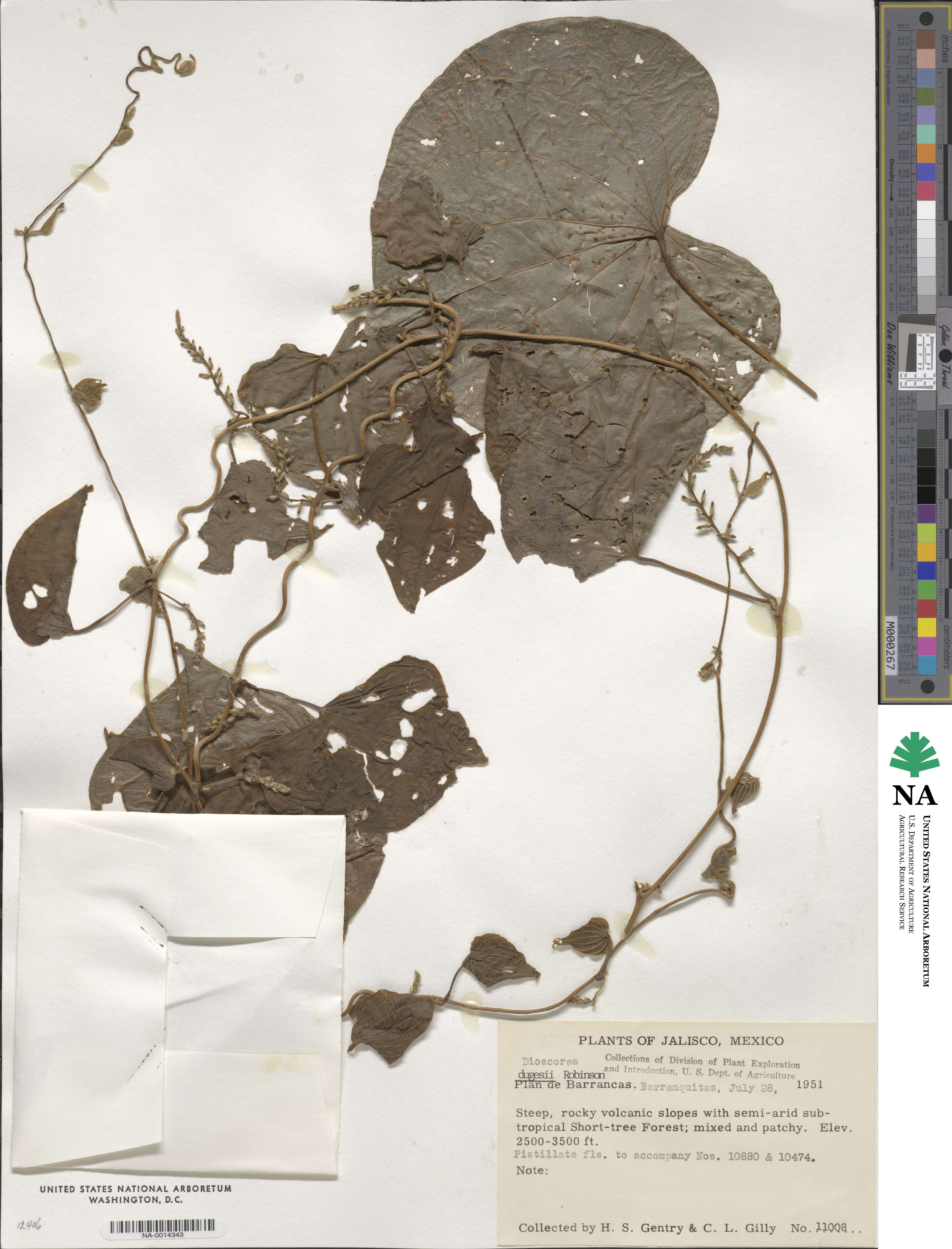 Dioscorea dugesii image