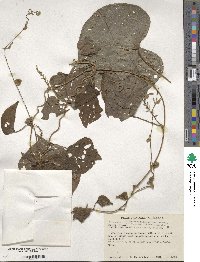 Dioscorea dugesii image