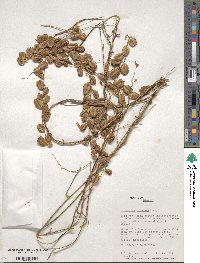 Dioscorea truncata image