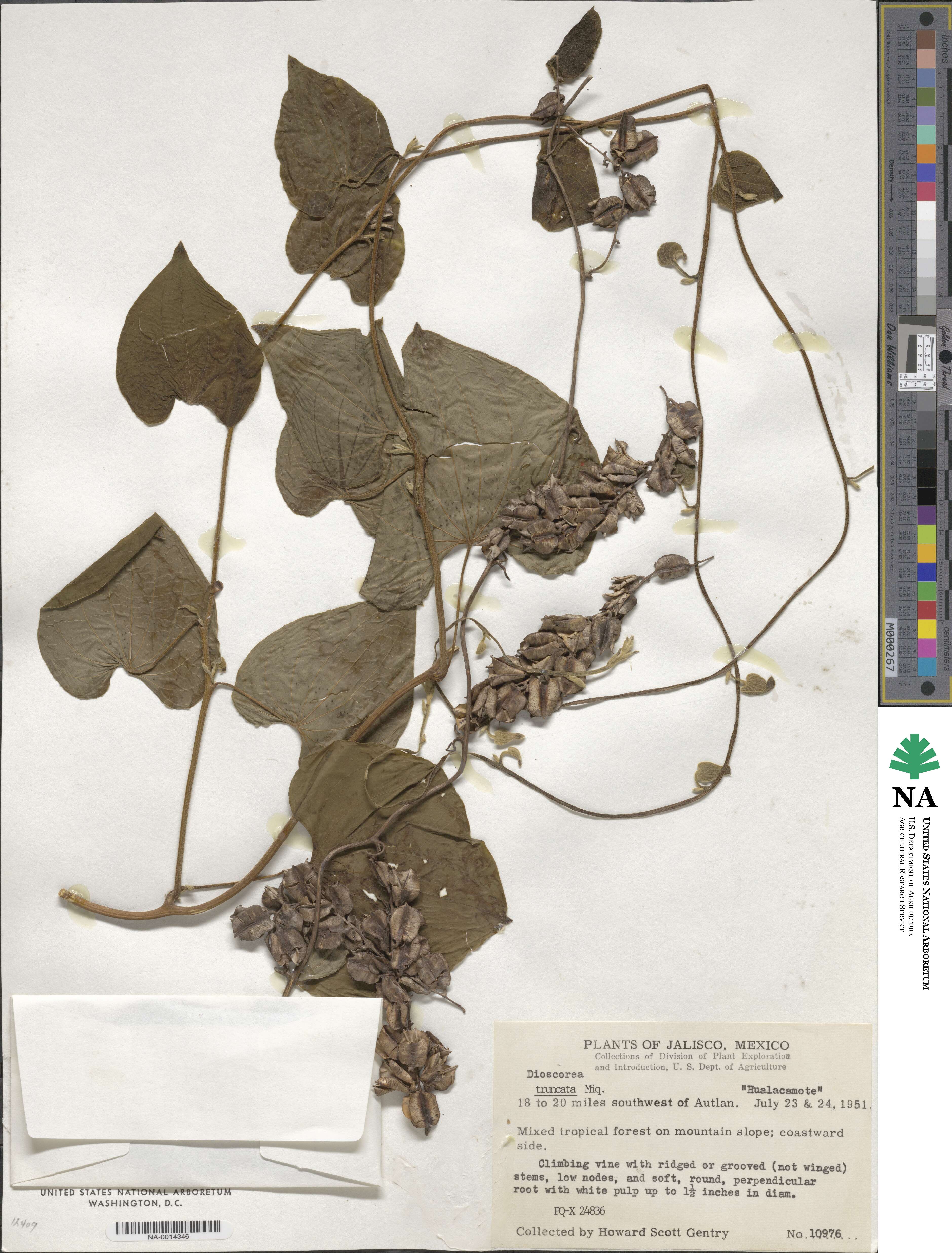 Dioscorea truncata image