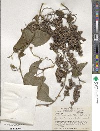 Dioscorea truncata image