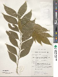 Image of Bowenia spectabilis