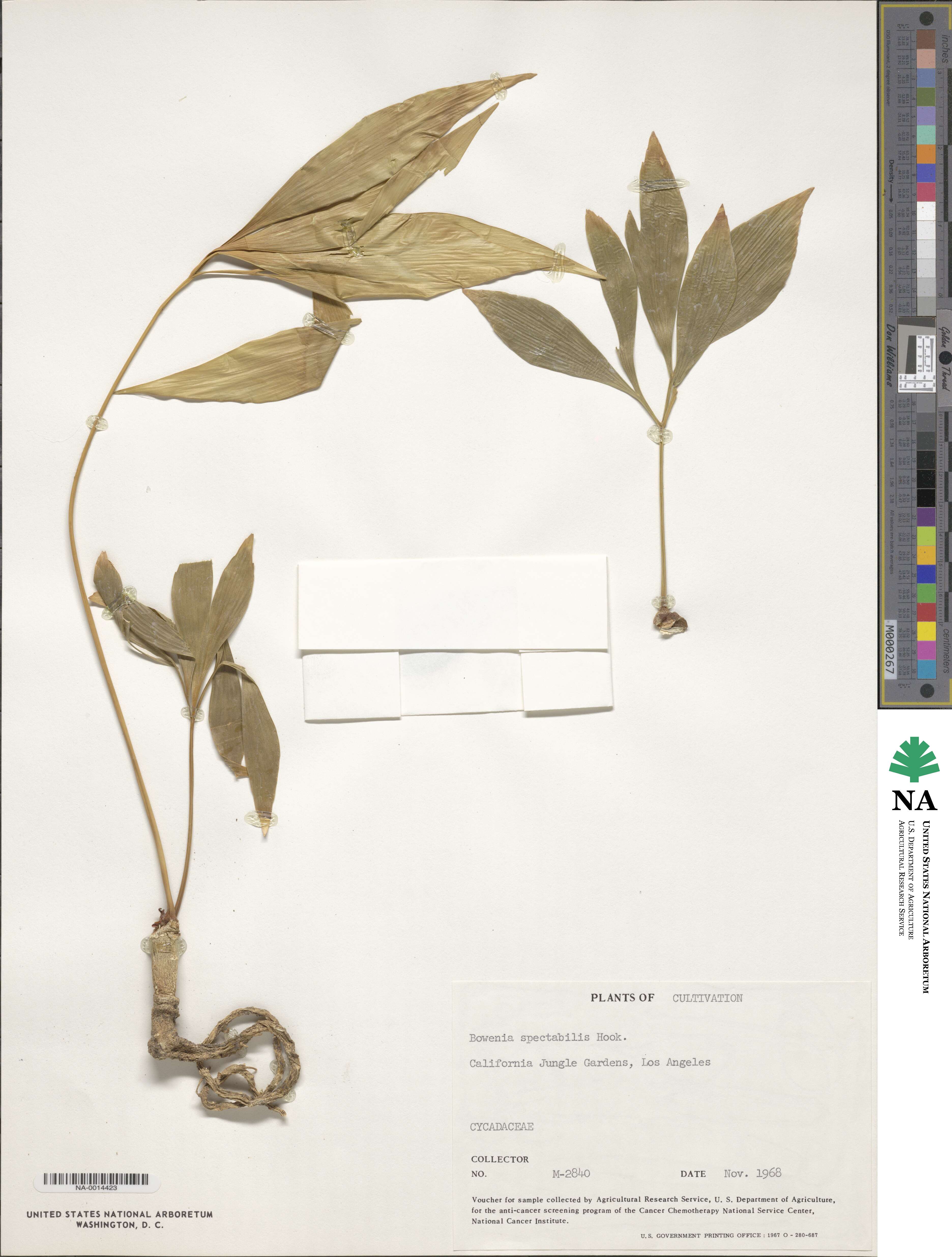 Bowenia image