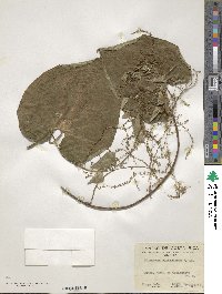 Dioscorea cyanisticta image