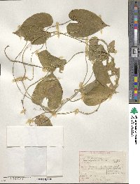 Dioscorea convolvulacea image