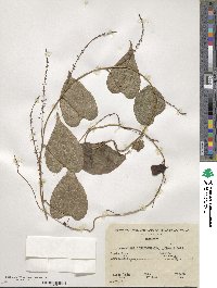 Dioscorea convolvulacea image