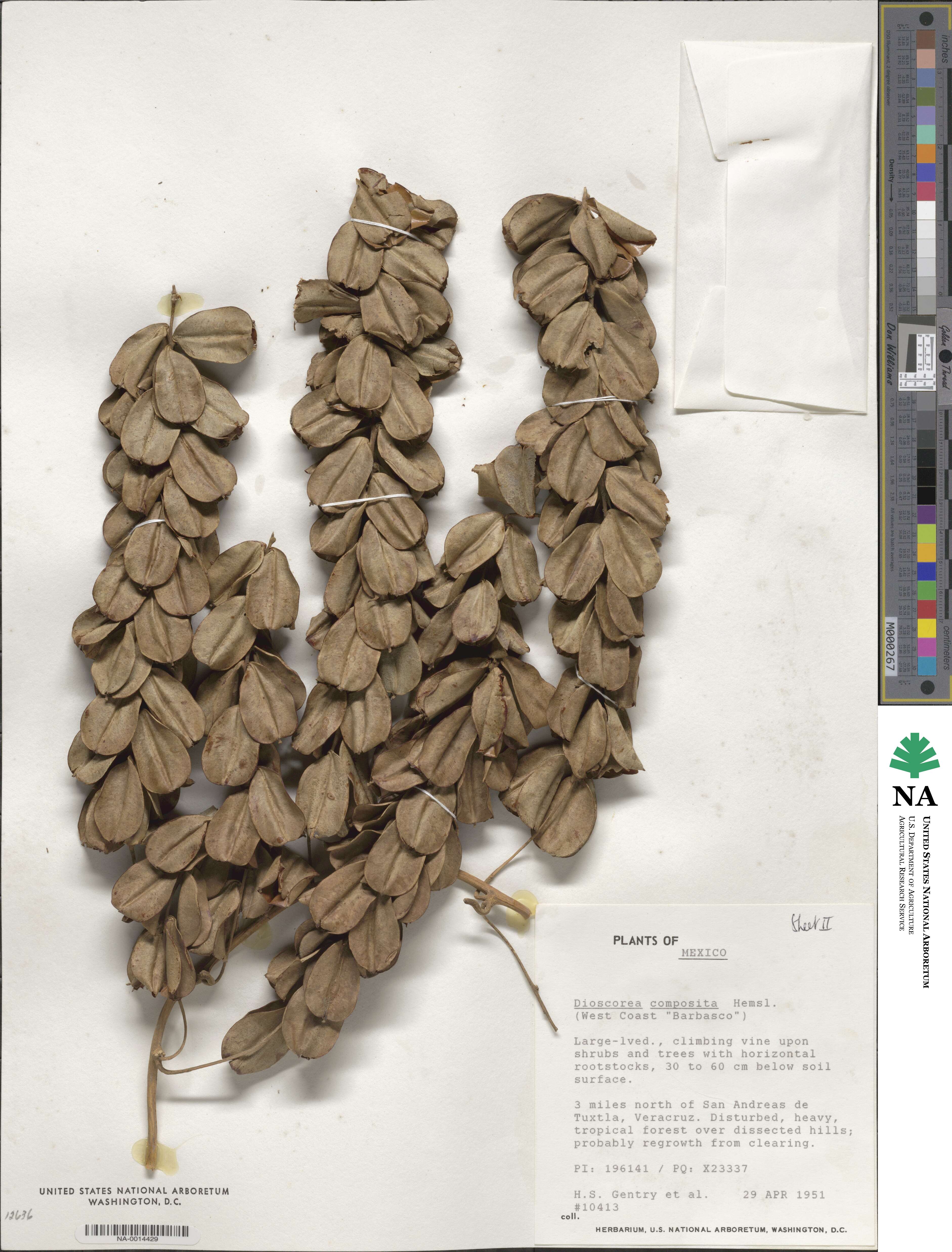Dioscorea composita image