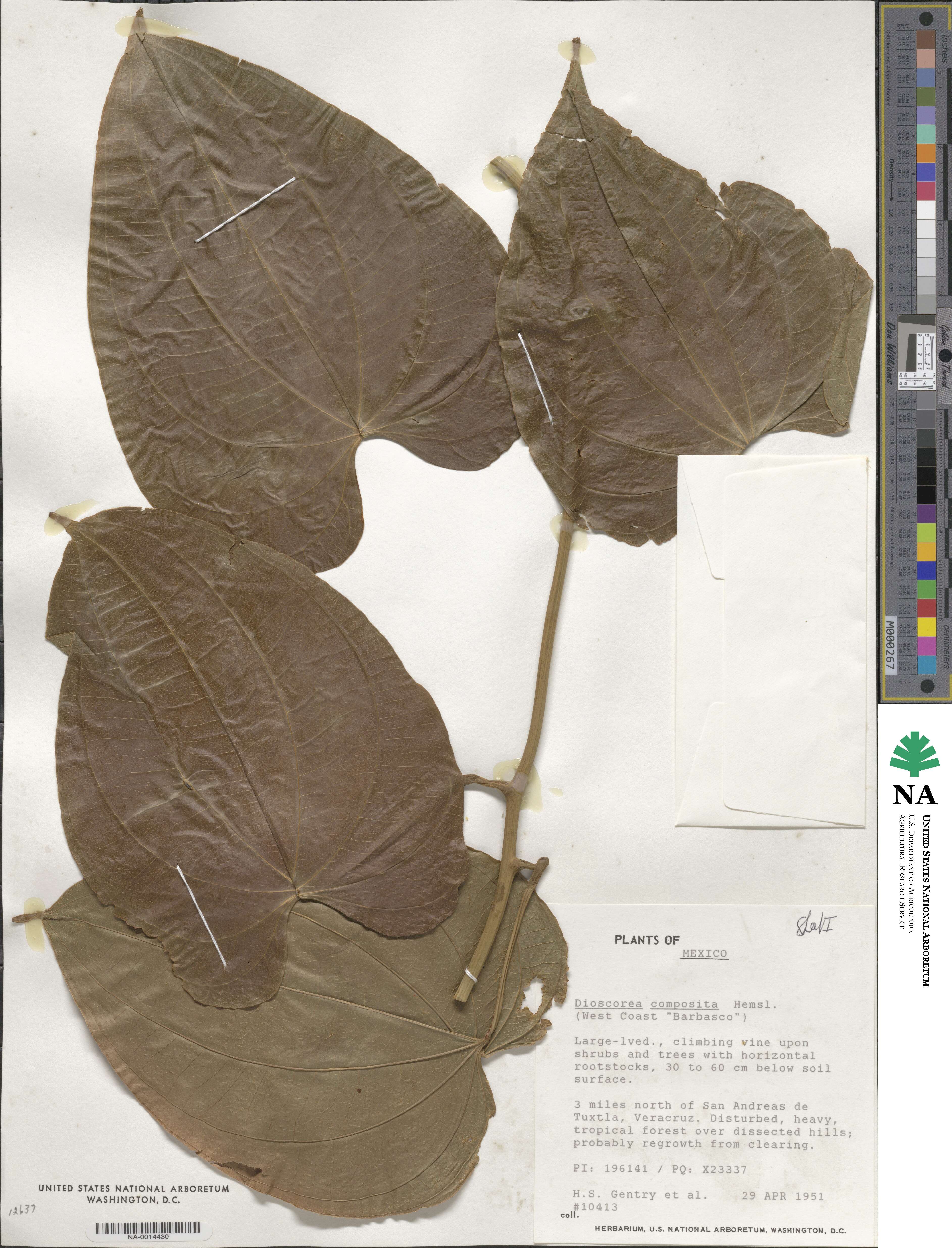 Dioscorea composita image