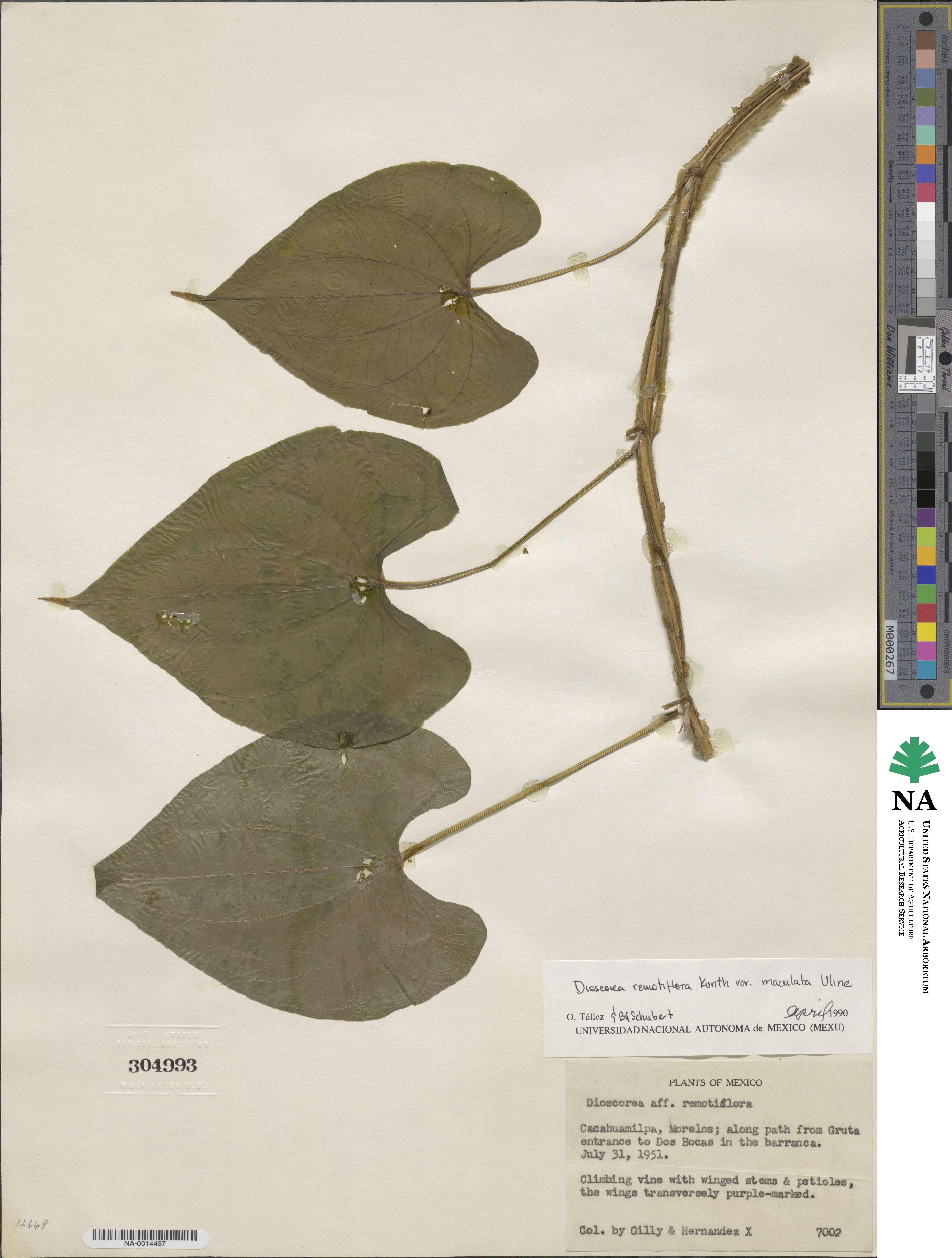 Dioscorea remotiflora image