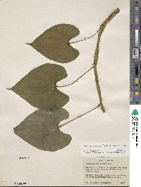 Dioscorea remotiflora image