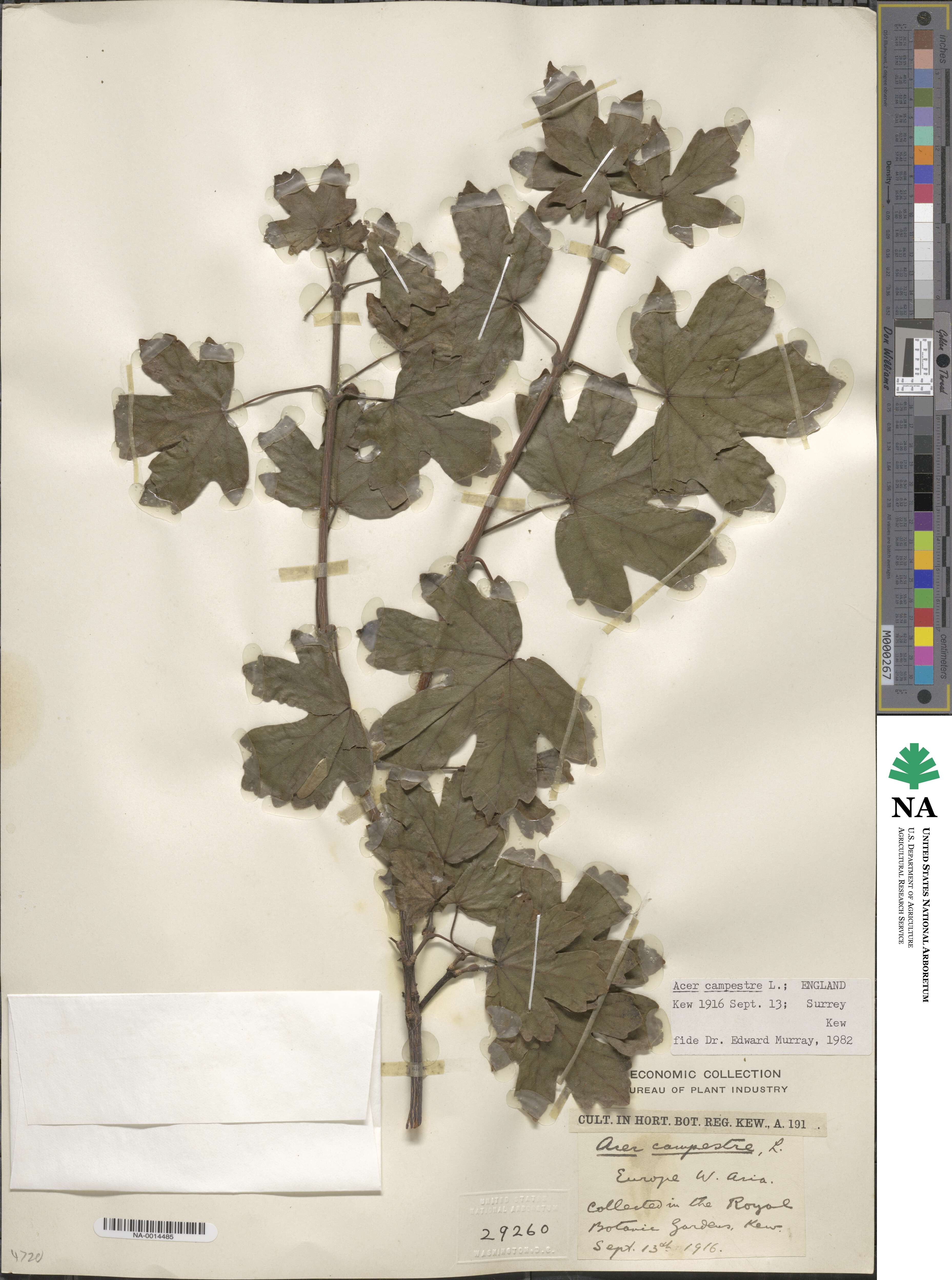 Acer campestre image