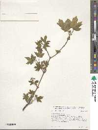 Acer campestre subsp. campestre image