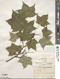 Acer lobelii image