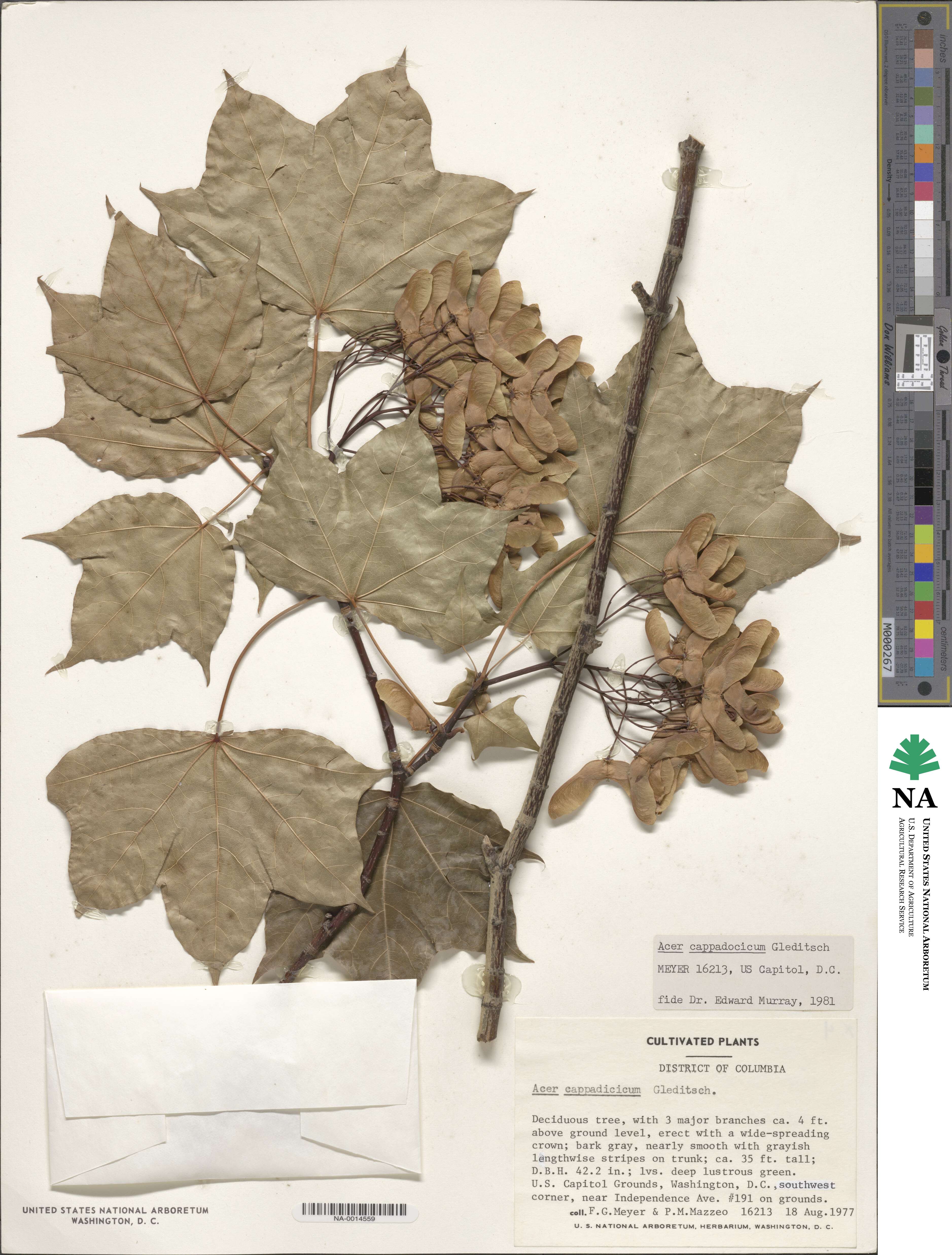 Acer cappadocicum image