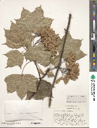 Acer cappadocicum image