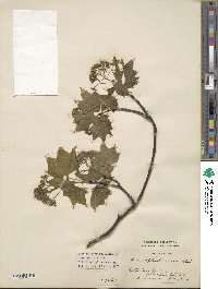 Acer cappadocicum image