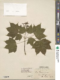 Acer cappadocicum image