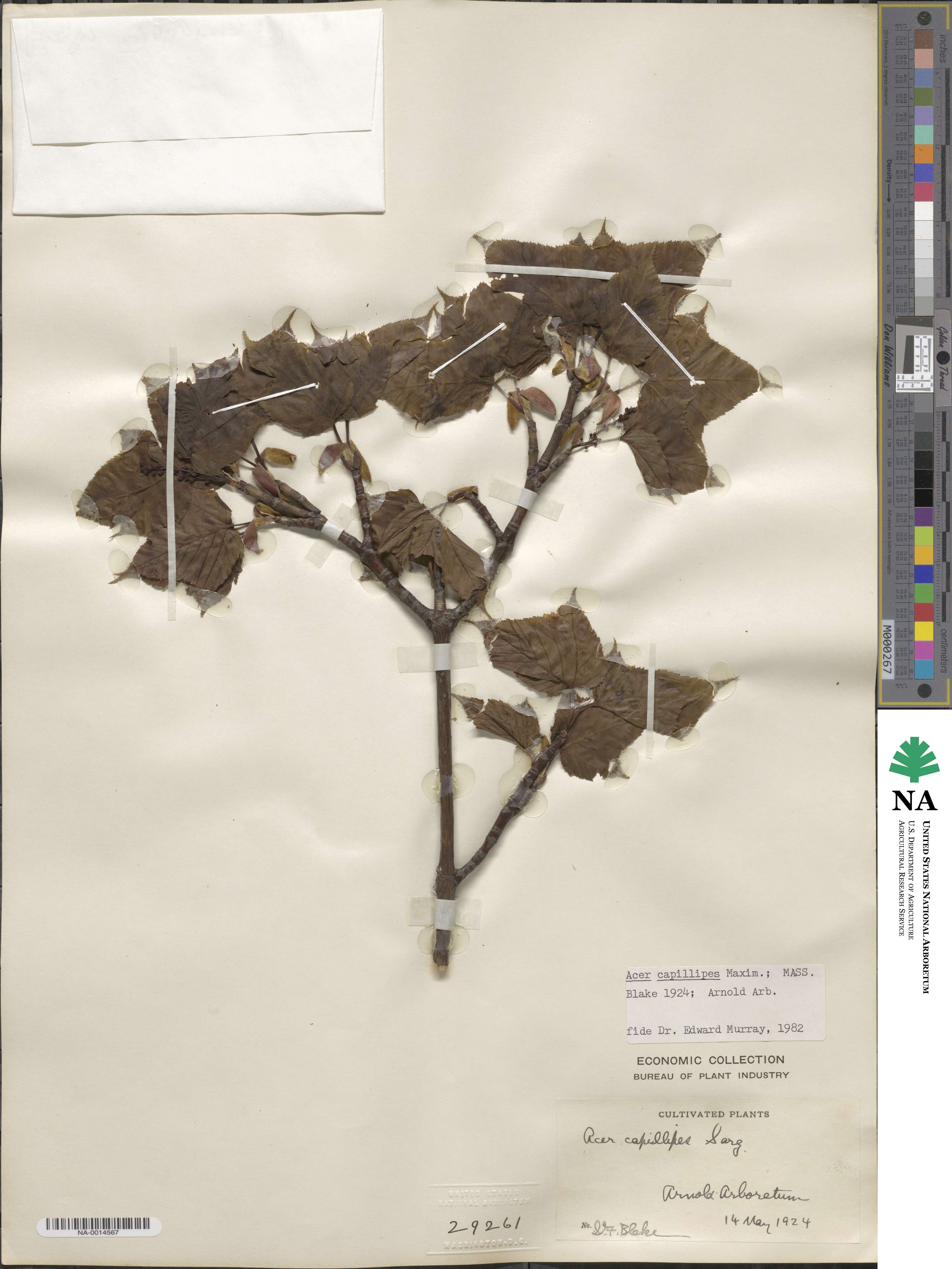 Acer capillipes image