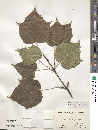 Acer capillipes image