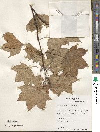 Acer cappadocicum image