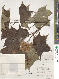 Acer cappadocicum image