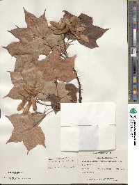 Acer cappadocicum image