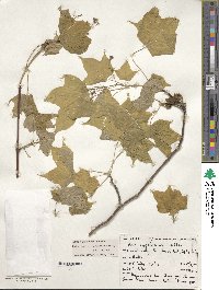 Acer cappadocicum image