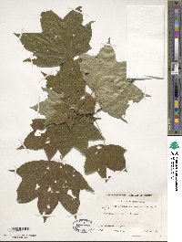 Acer cappadocicum image