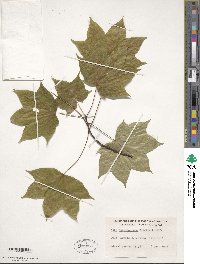 Acer cappadocicum image