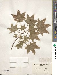 Acer cappadocicum image