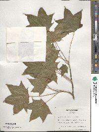 Acer cappadocicum image