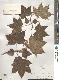 Acer cappadocicum image