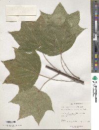 Acer cappadocicum image