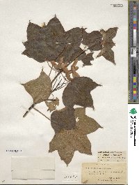 Acer cappadocicum image