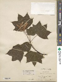 Acer cappadocicum image