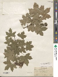 Acer cappadocicum image