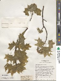 Acer cappadocicum image