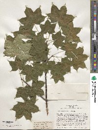 Acer cappadocicum image