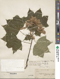 Acer cappadocicum image