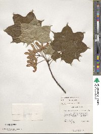 Acer cappadocicum image