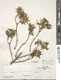 Acer cappadocicum image