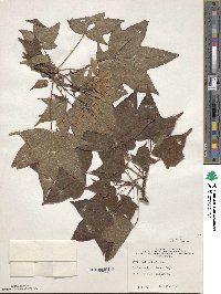 Image of Acer amplum