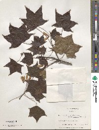 Acer cappadocicum image