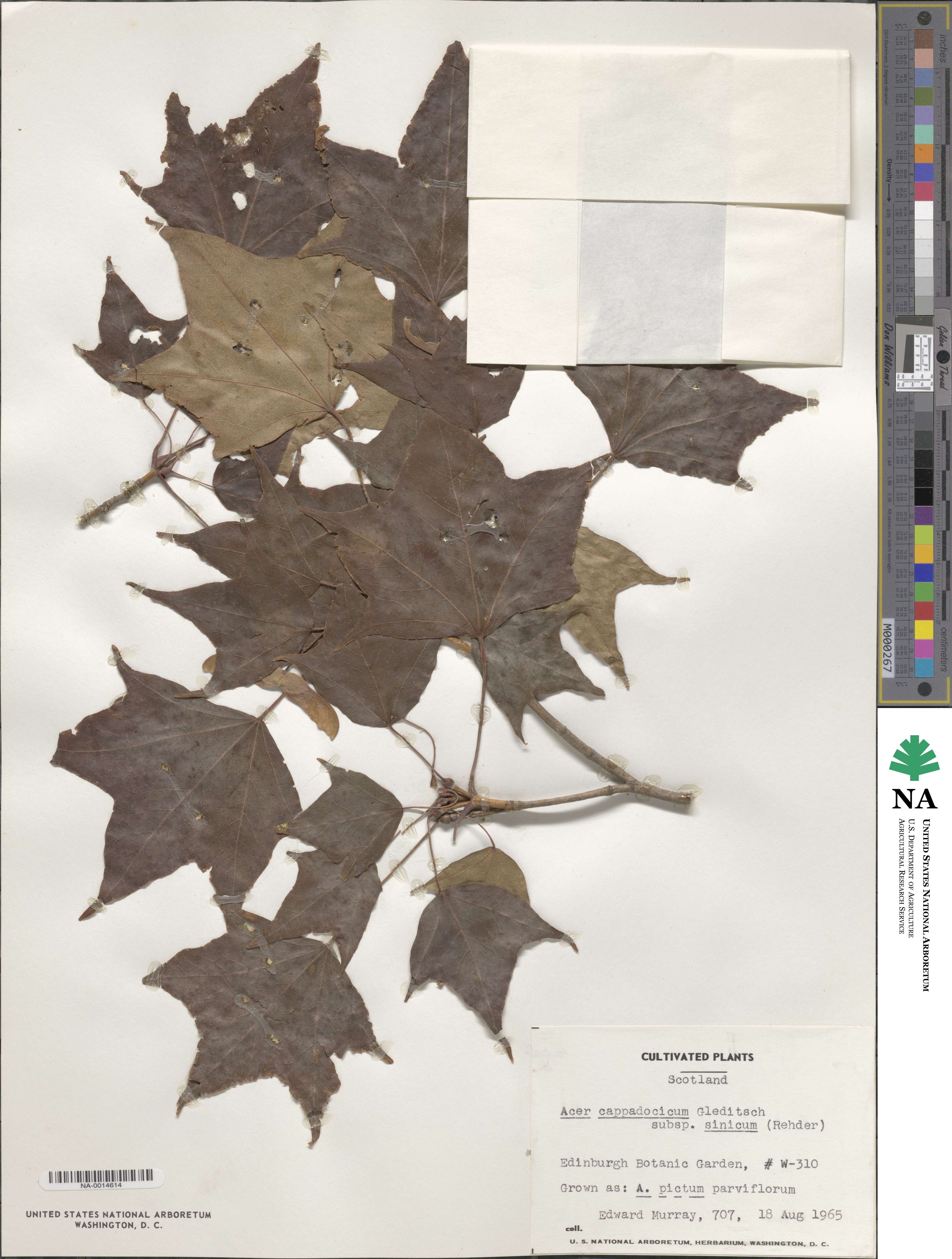 Acer cappadocicum image