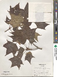 Acer cappadocicum image