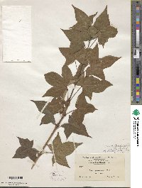 Acer cappadocicum image